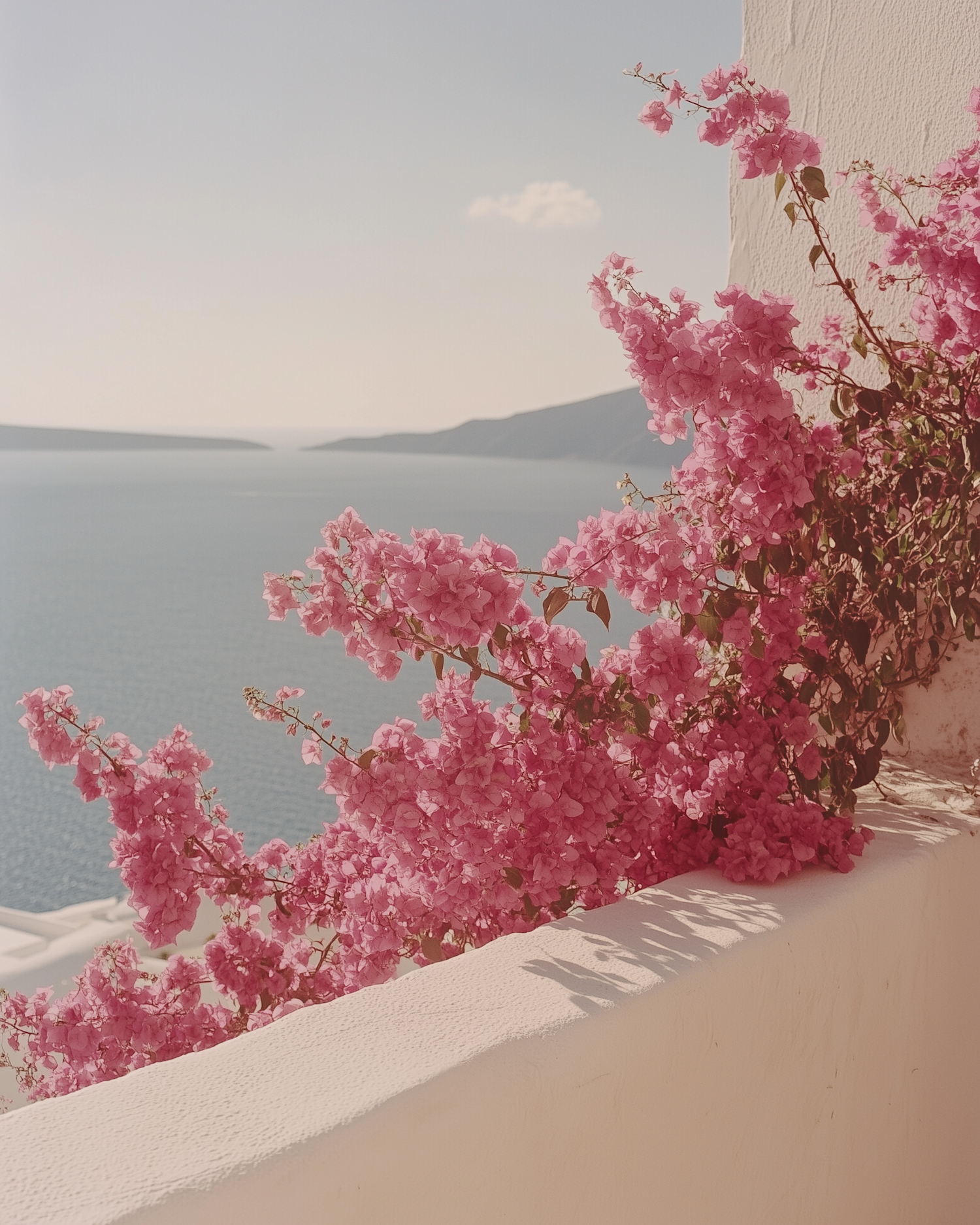 Bougainvillea by the Sea