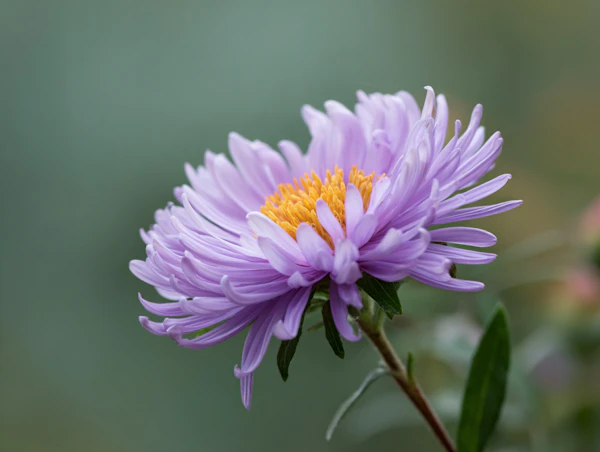 Vibrant Lilac Flower