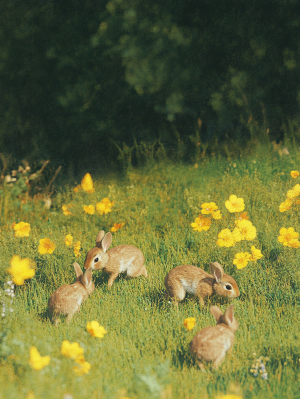 Rabbits in a Meadow