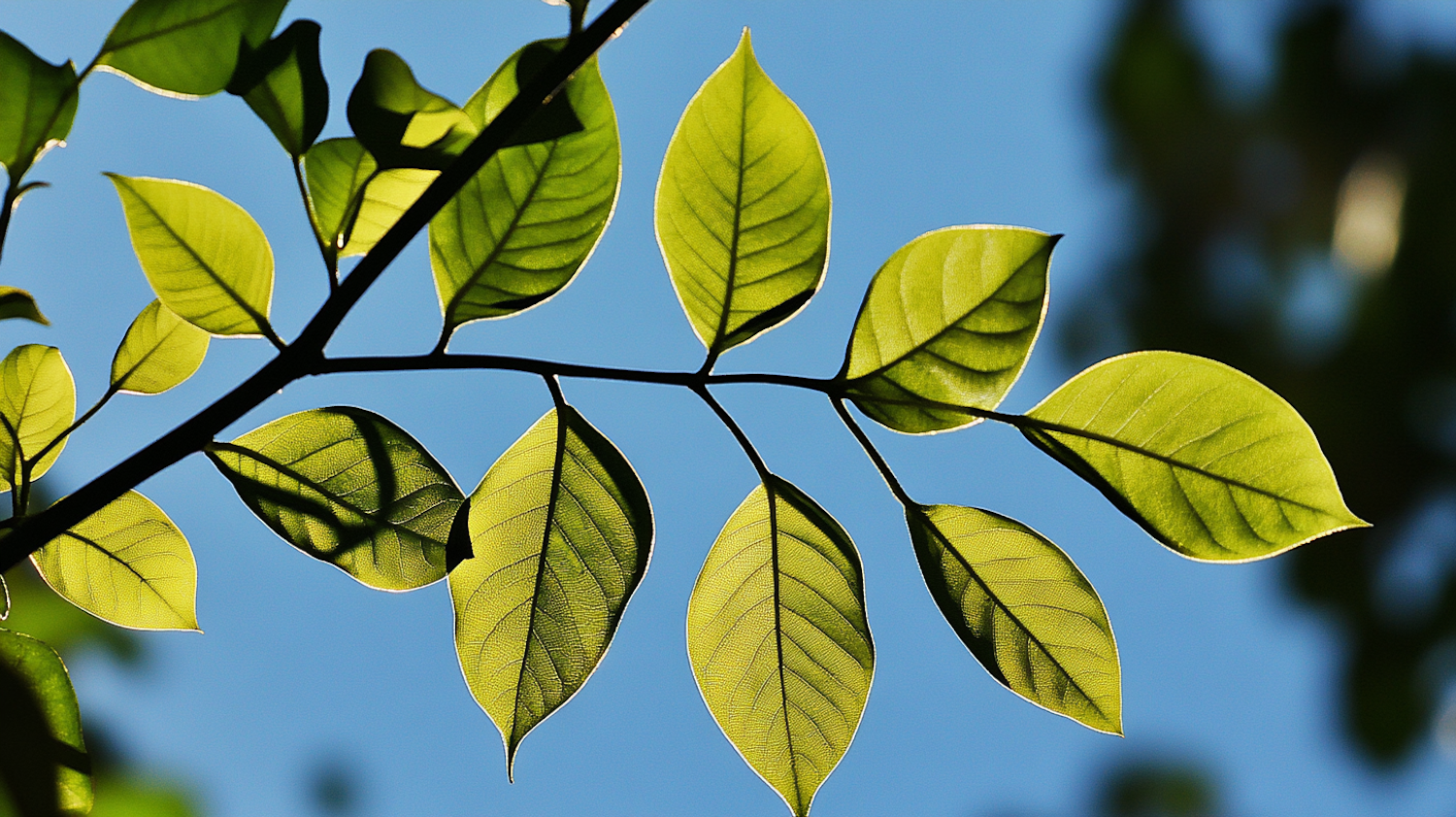 Close-up of Green Leaves Against Blue Sky