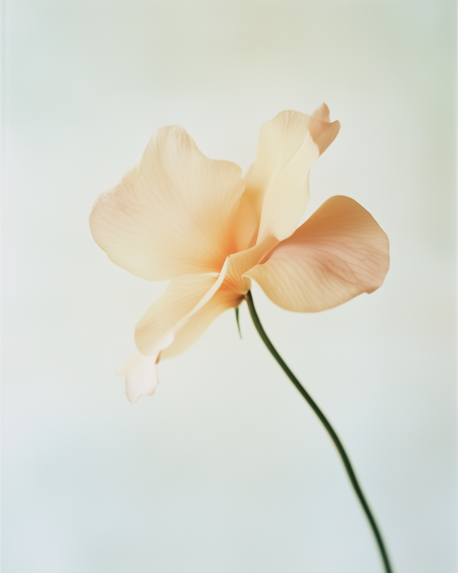 Delicate Peach Flower