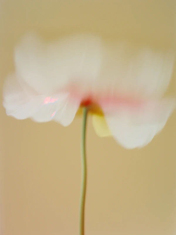 Ethereal Flower Closeup