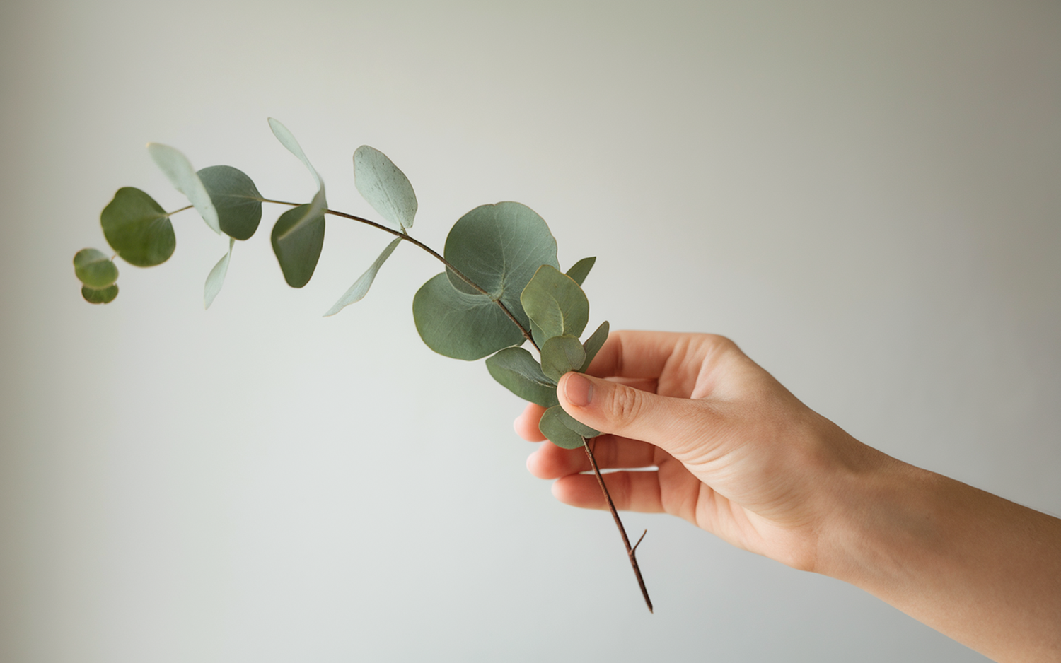 Hand Holding Eucalyptus Sprig