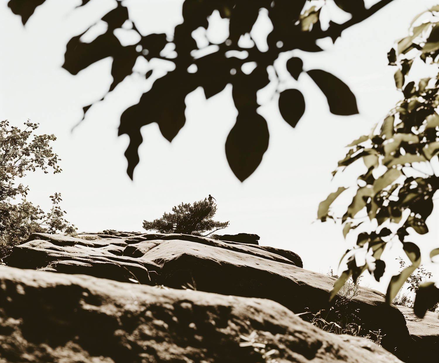 Serene Rocky Landscape with Lone Tree