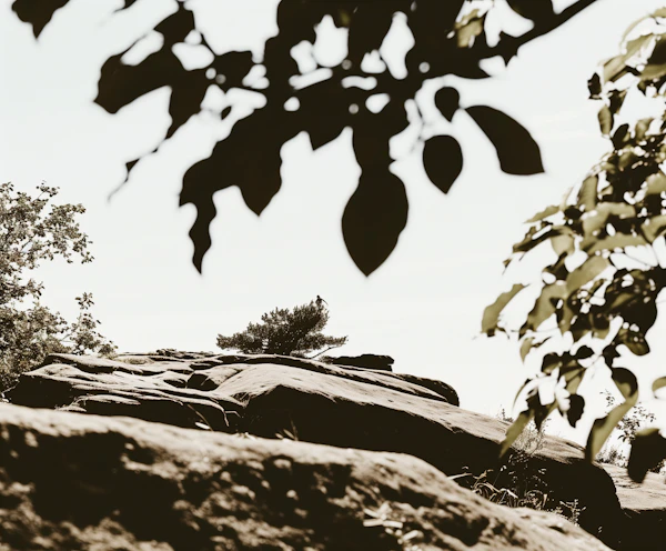 Serene Rocky Landscape with Lone Tree