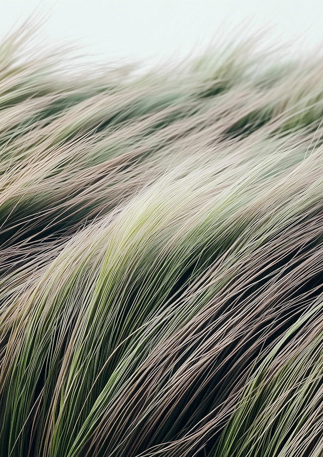 Close-up of Flowing Grass Blades