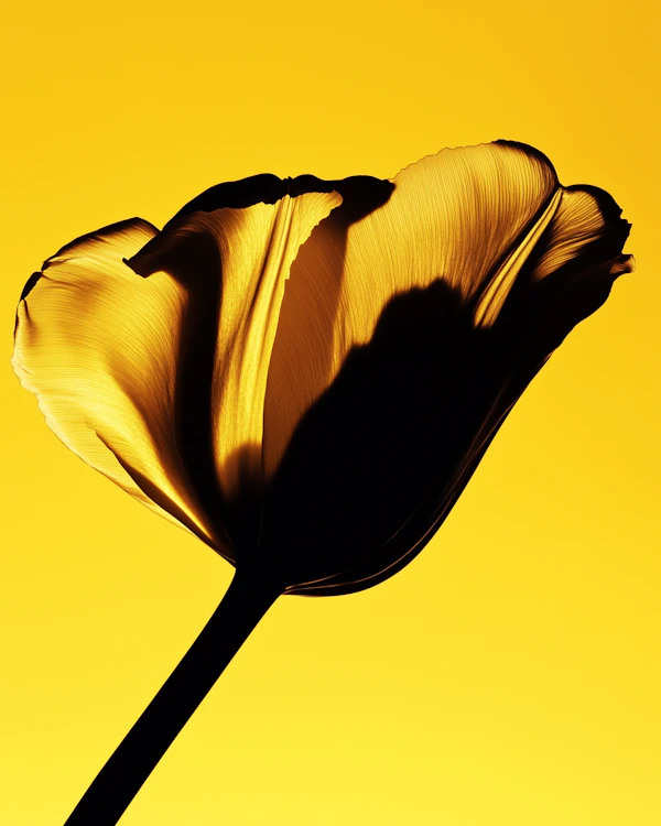 Tulip Silhouette Art