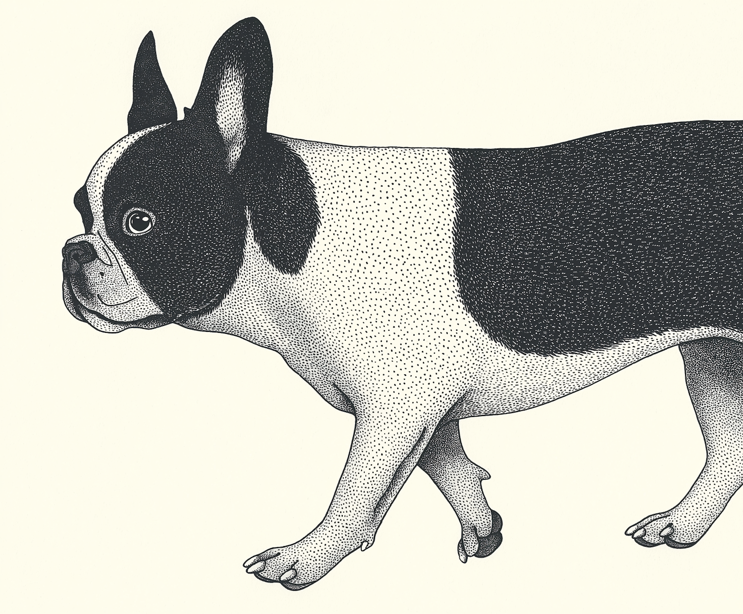 French Bulldog Stippling Illustration