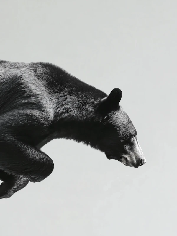 Black Bear Profile
