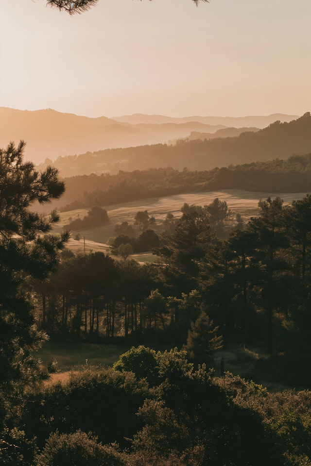 Tranquil Dawn in the Rolling Hills