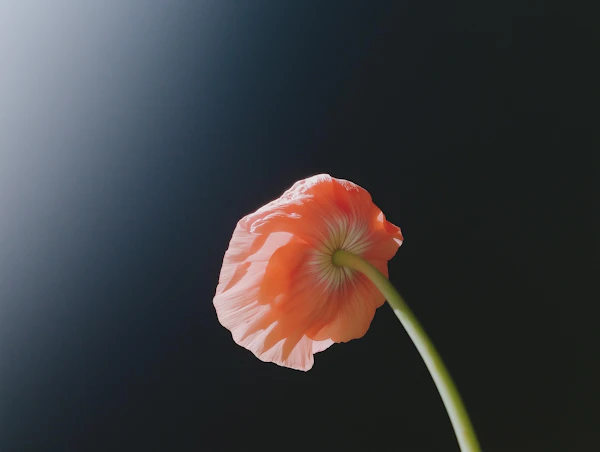 Orange Poppy Flower