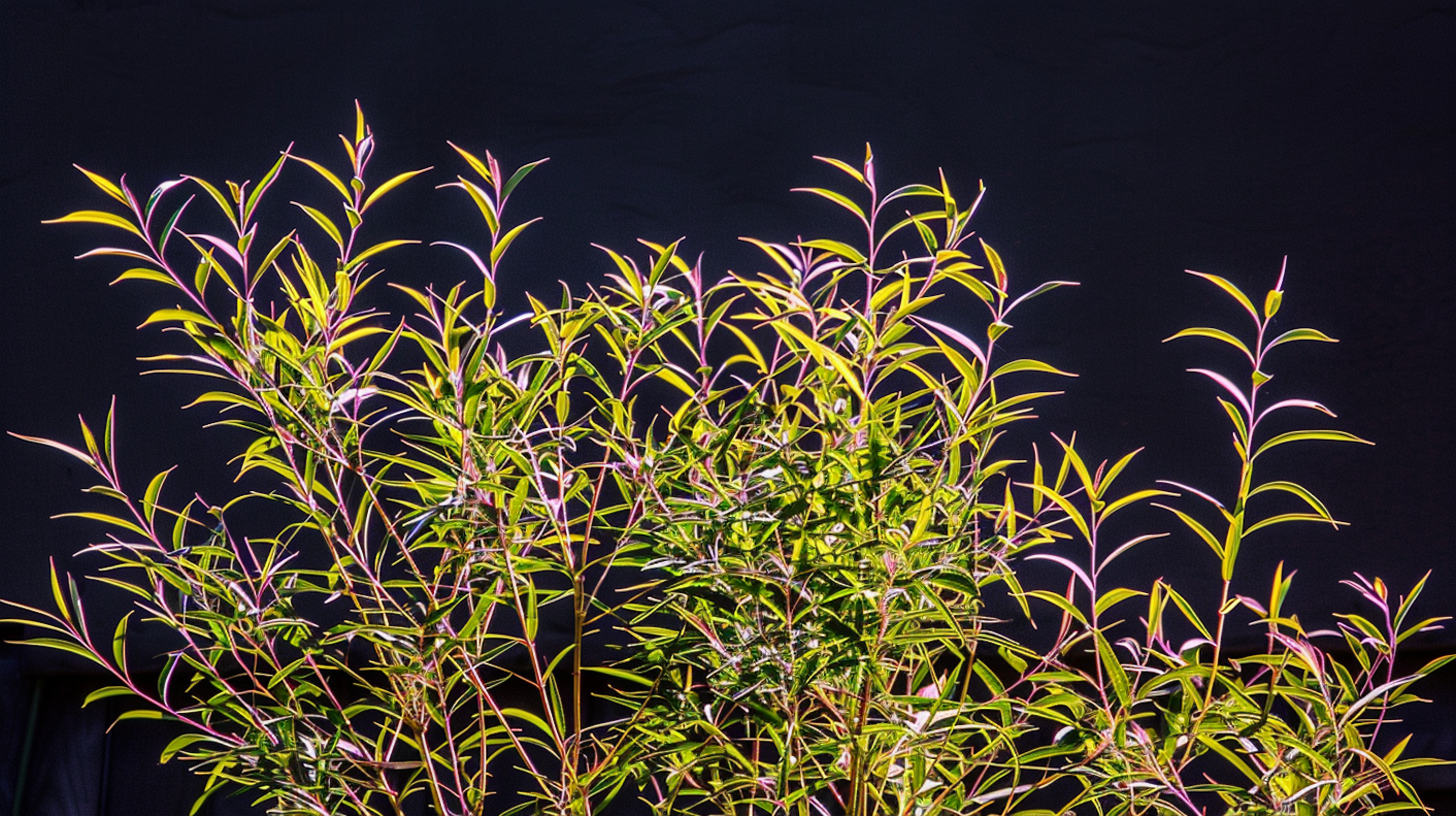 Vibrant Leafy Branches