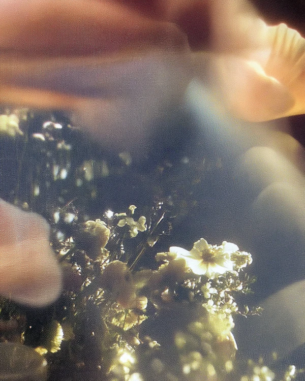 Golden Light Flowers