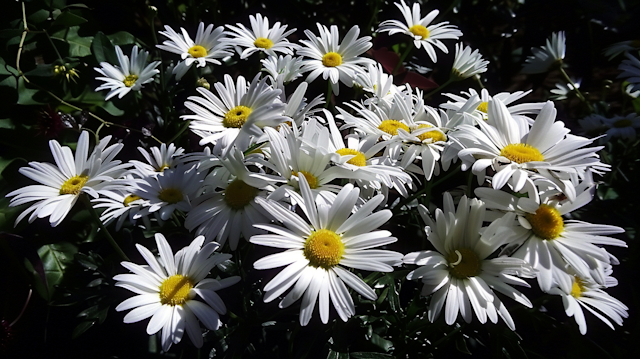 Vibrant White Daisies