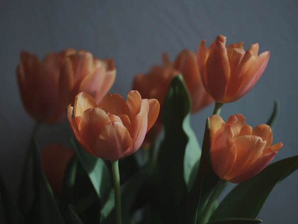 Orange Tulip Bouquet