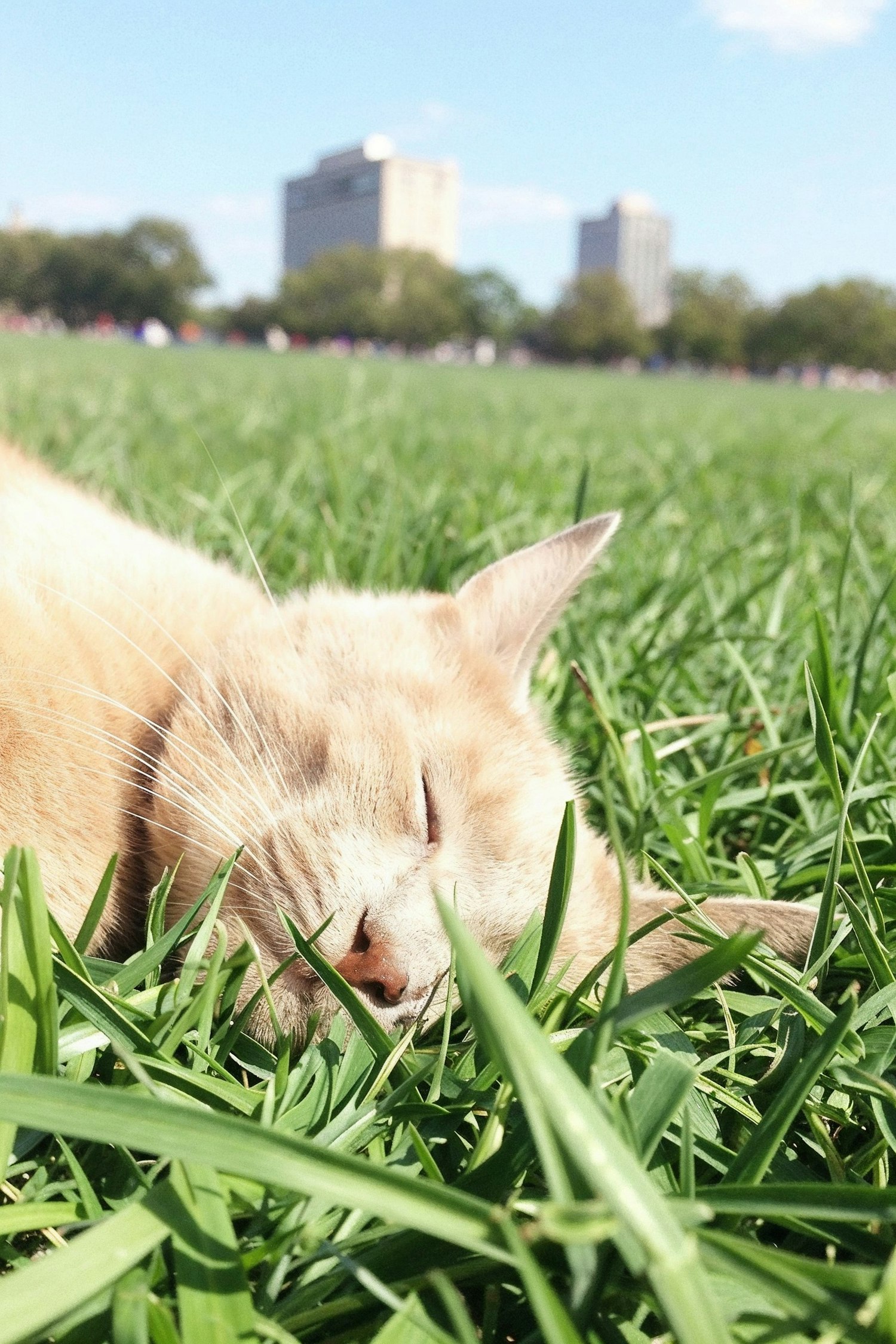 Sleeping Ginger Cat in Green Grass