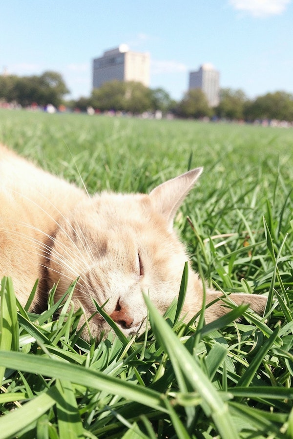 Sleeping Ginger Cat in Green Grass