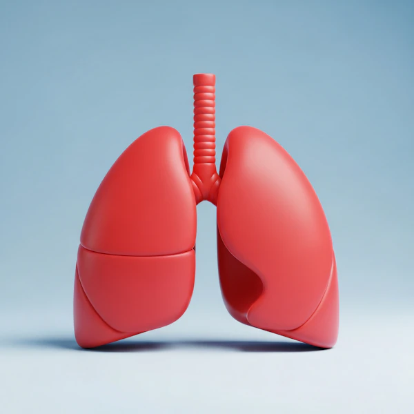 Stylized Lungs Render