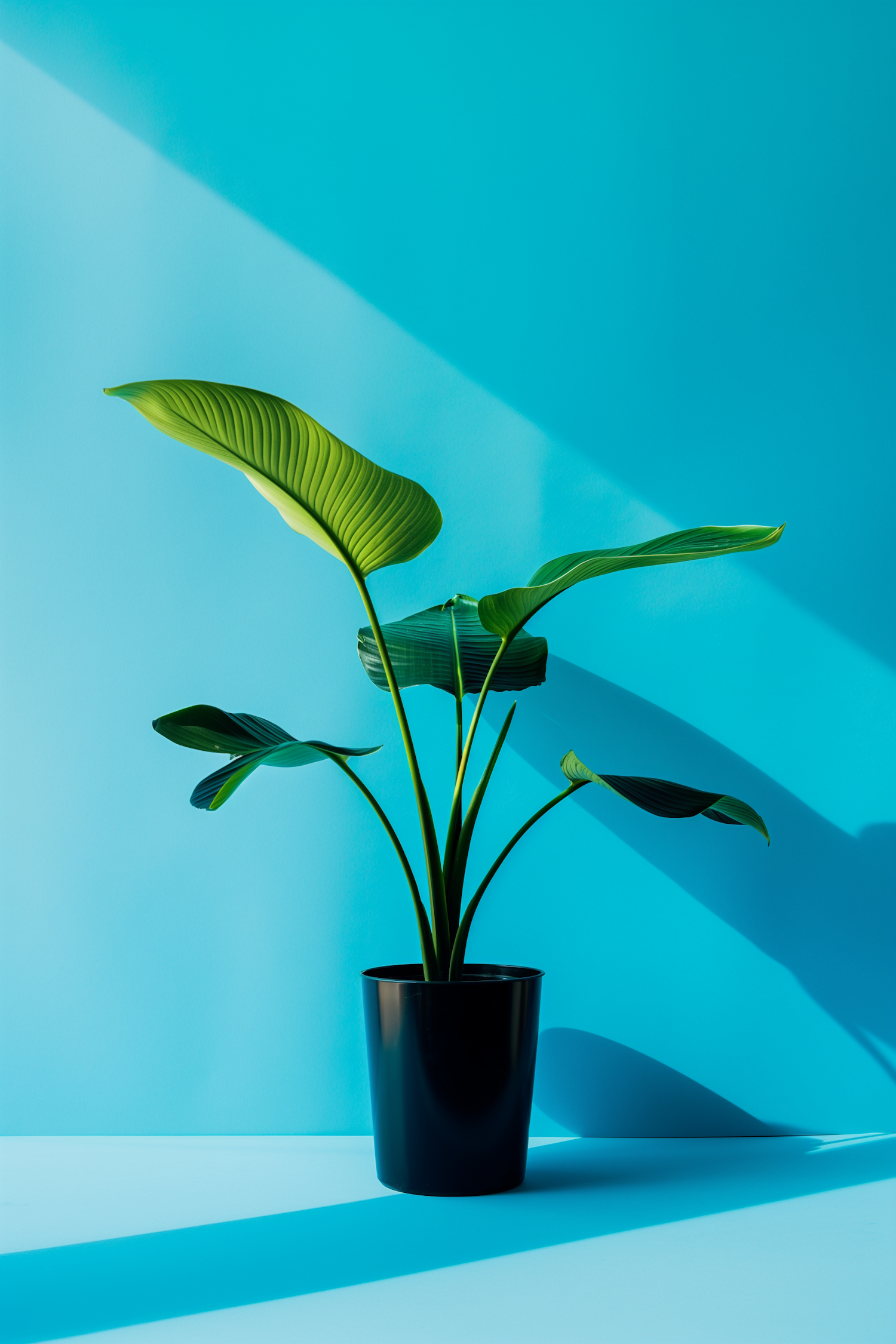 Tropical Plant Against Blue Background