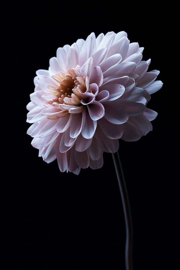 Dramatic Chrysanthemum