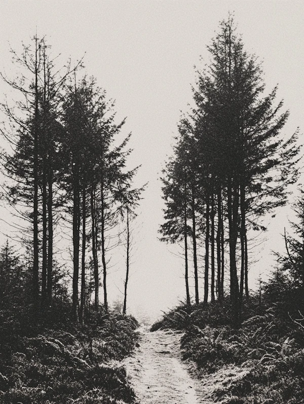 Moody Forest Path