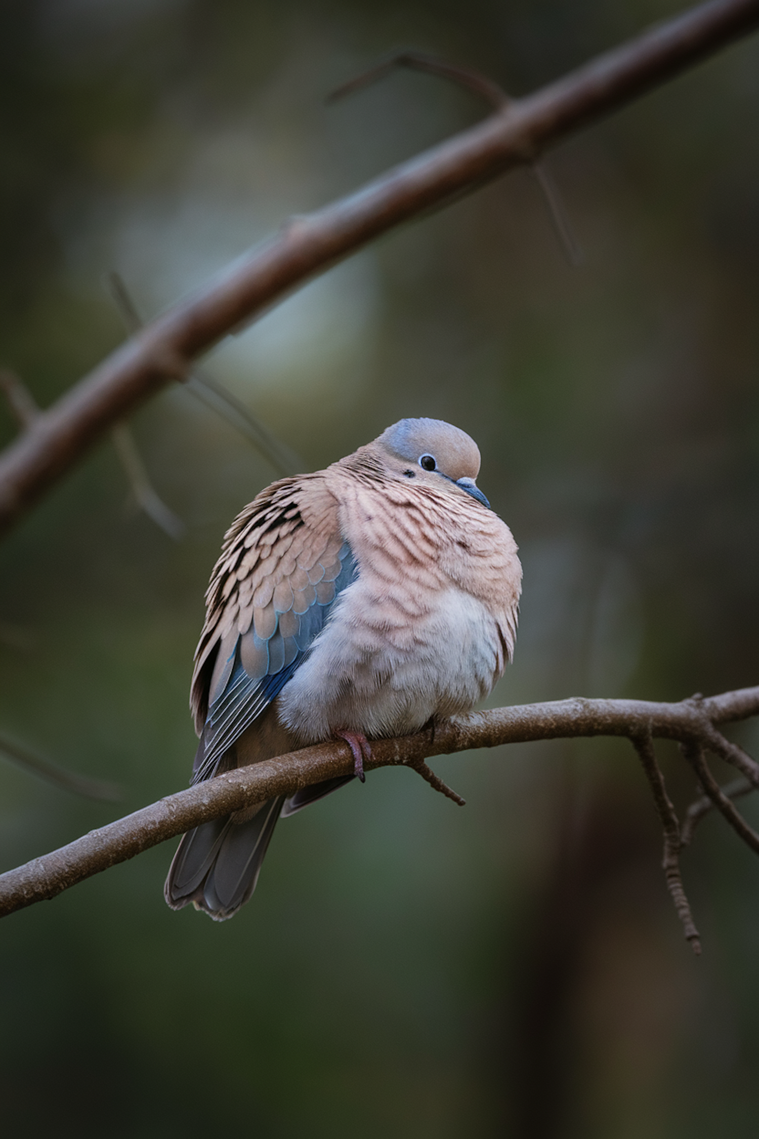 Serene Dove on a Branch