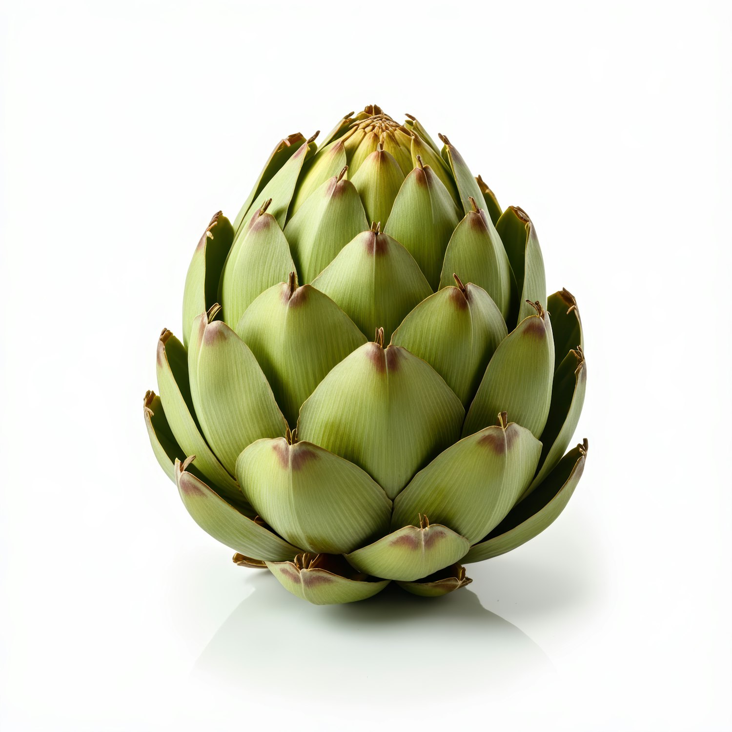 Artichoke Close-Up