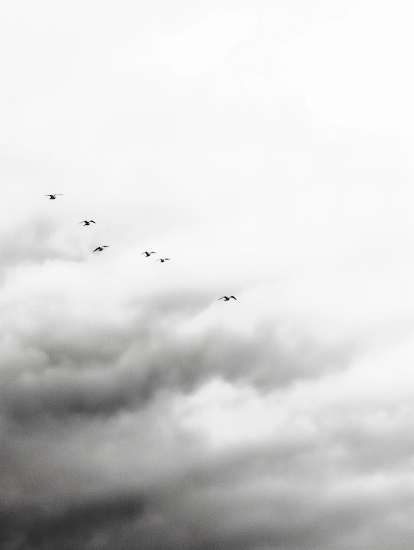 Serene Bird Formation in Flight