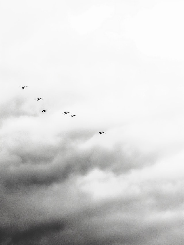 Serene Bird Formation in Flight