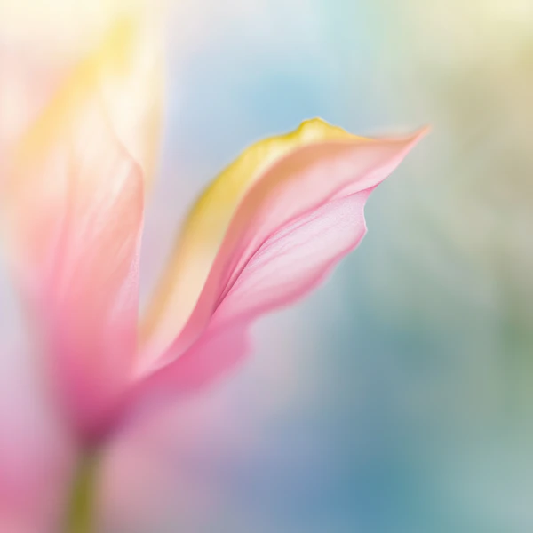 Delicate Flower Petal