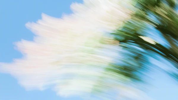 Abstract Tree Motion Blur