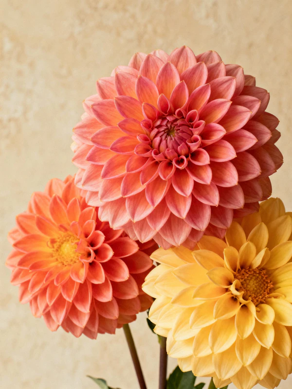 Vibrant Dahlia Trio