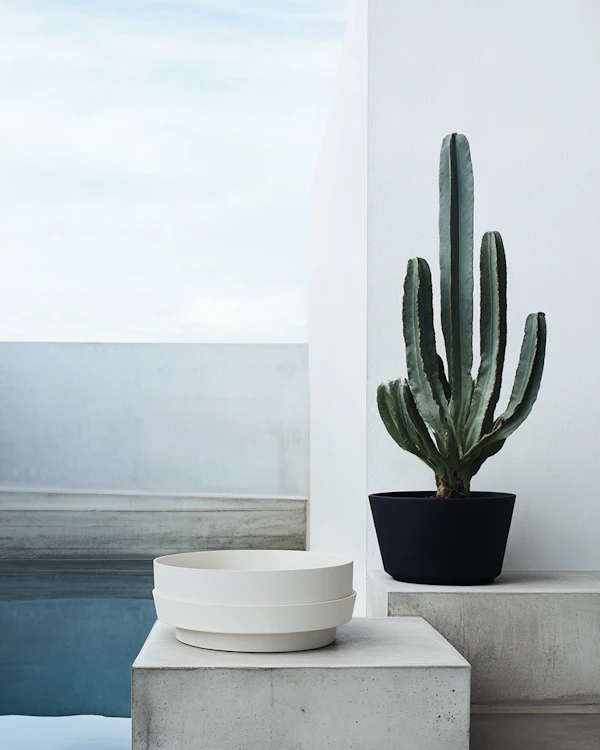 Minimalist Cactus Scene