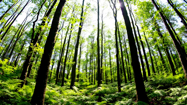 Lush Forest Canopy