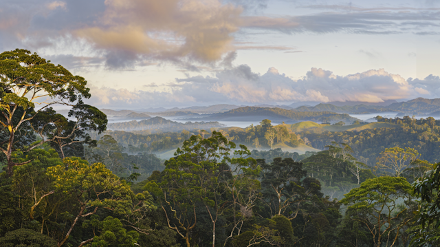 Lush Rainforest Landscape