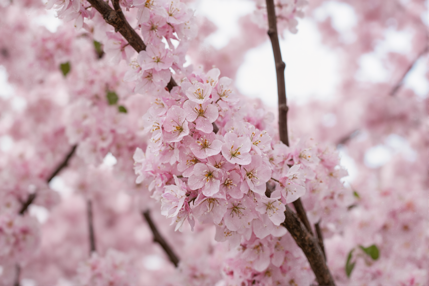 Cherry Blossoms in Full Bloom