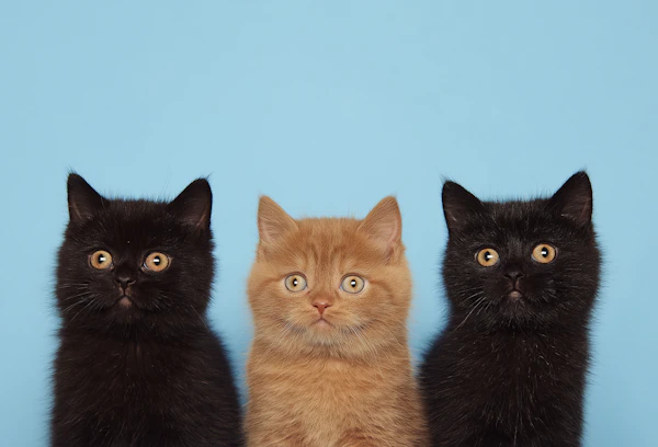 Symmetrical Trio of Kittens