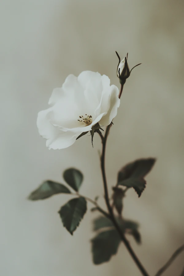 Delicate White Rose in Bloom