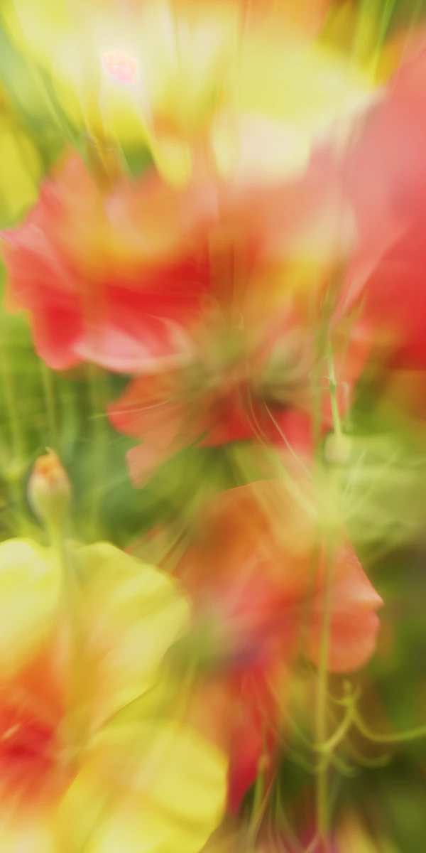 Abstract Floral Blur