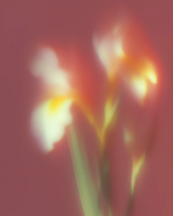 Ethereal Floral Dream