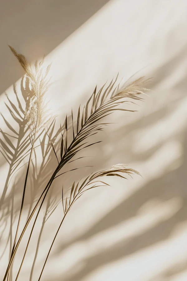 Pampas Grass Shadows