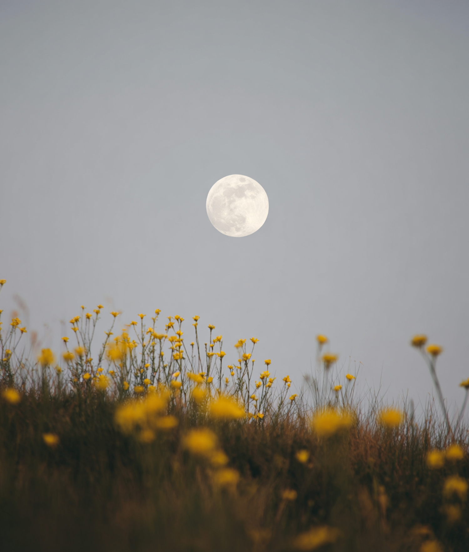 Moon over Flowery Meadow