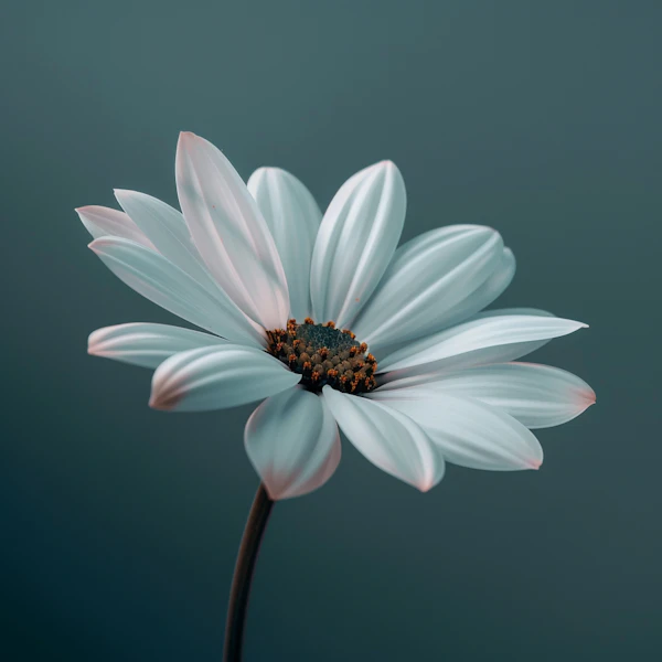 Tranquil Flower