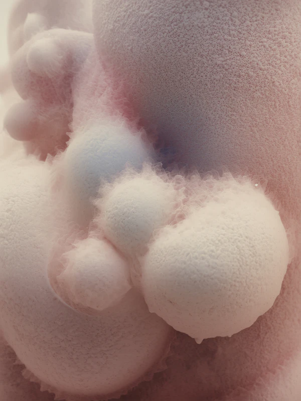 Pastel Organic Forms