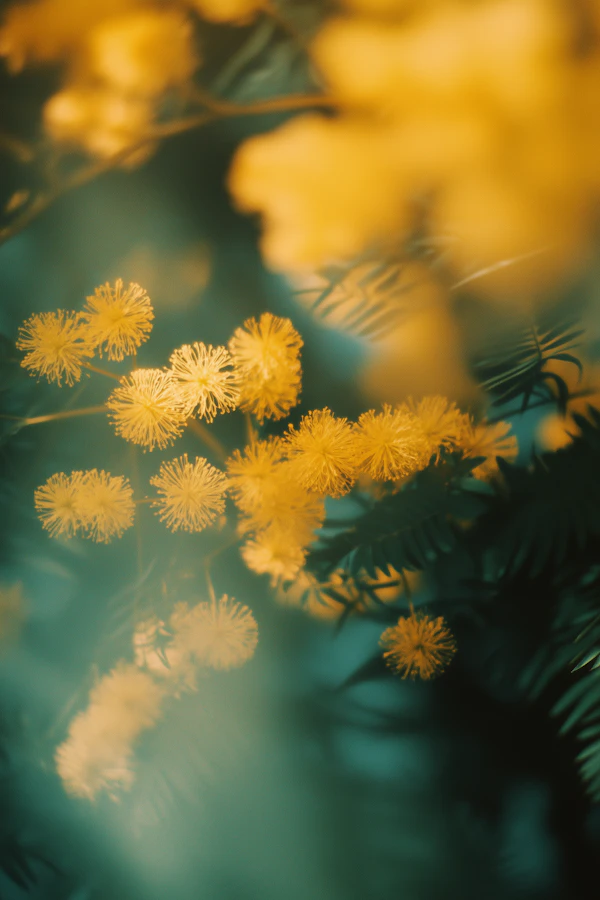 Yellow Mimosa Blooms
