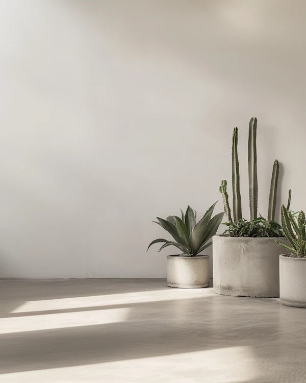 Minimalist Plant Scene
