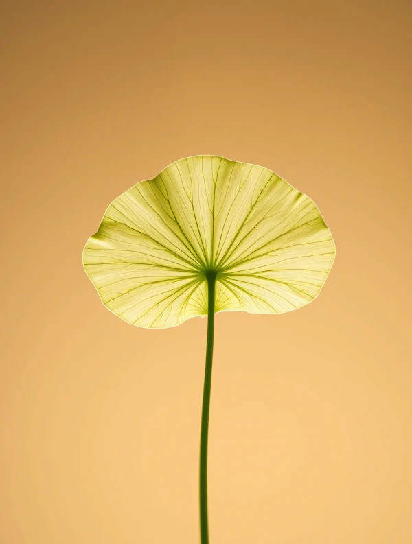 Lotus Leaf Close-Up