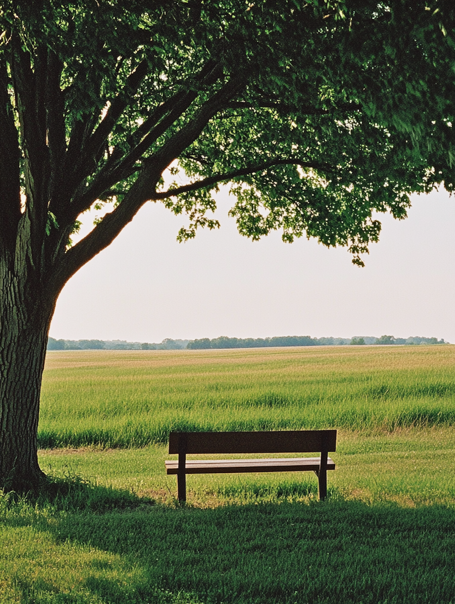 Serene Landscape with Bench