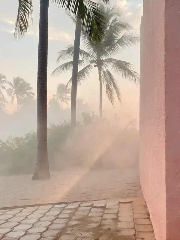 Misty Palm Landscape