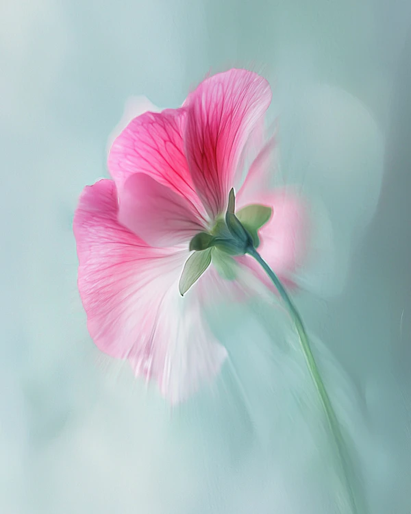 Delicate Pink Flower